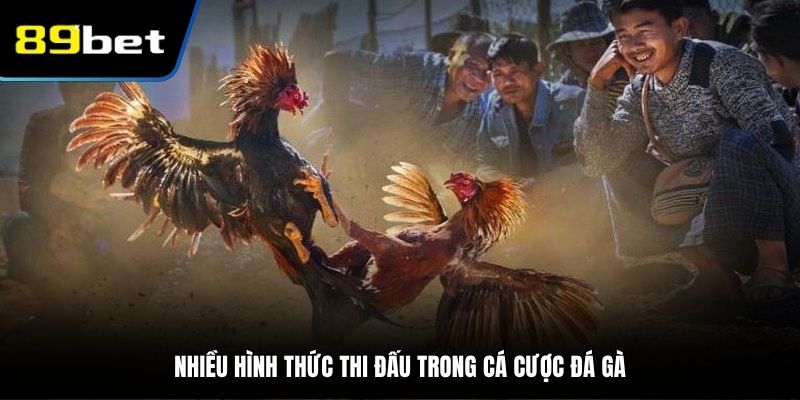 Đa dạng hình thức thi đấu được tổ chức tại trường gà uy tín