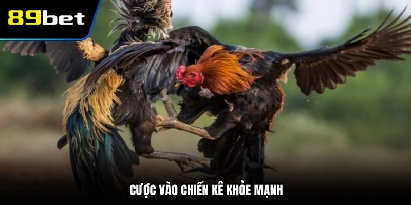 Cược vào chiến kê khỏe mạnh