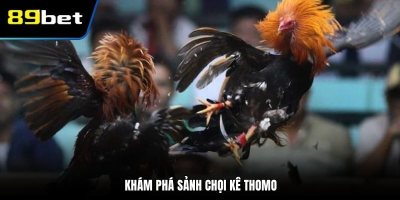 Khám phá sảnh chọi kê Thomo